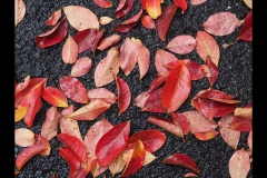 CCC Exhibition & Hawthorn Outing (Joe Hajdu ©)