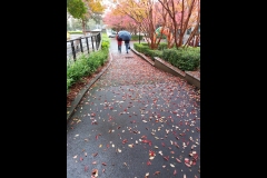 CCC Exhibition & Hawthorn Outing (Paul Palcsek ©)