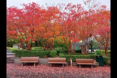 CCC Exhibition & Hawthorn Outing (Paul Palcsek ©)