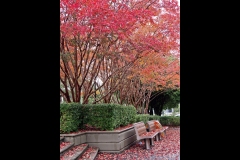 Autumn Colour - CCC Exhibition & Hawthorn Outing (Jim O’Donnell ©)