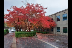 CCC Exhibition & Hawthorn Outing (Paul Palcsek ©)