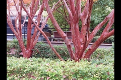 CCC Exhibition & Hawthorn Outing (Paul Palcsek ©)