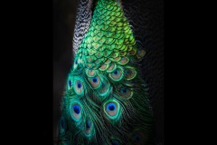 Chesterfield Farm (Ann Bevans ©)