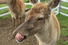 Chesterfield Farm (Terry Noske ©)