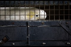 Chesterfield Farm (Carolyn Brandt ©)