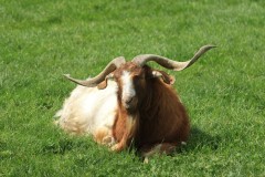 Chesterfield Farm (Terry Noske ©)