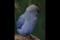 Chesterfield Farm (Paul Palcsek ©)