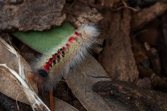 Chesterfield Farm (Carolyn Brandt ©)