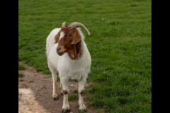 Chesterfield Farm (David Davidson ©)