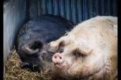 Chesterfield Farm (Ann Bevans ©)