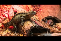 Chesterfield Farm (Alan Scott ©)