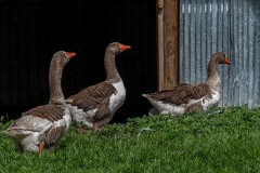 Chesterfield Farm (Carolyn Brandt ©)
