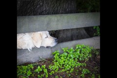 Chesterfield Farm (Ann Bevans ©)