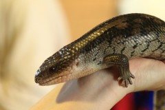 Chesterfield Farm (Terry Noske ©)