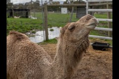Chesterfield Farm (David Davidson ©)