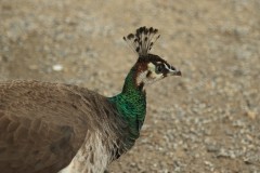 Chesterfield Farm (Terry Noske ©)