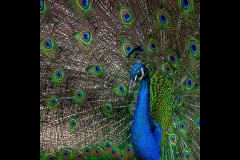 Chesterfield Farm (Carolyn Brandt ©)