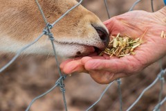 Chesterfield Farm (Alan Scott ©)