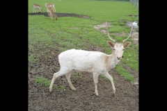 Chesterfield Farm (Stuart McMurtrie ©)