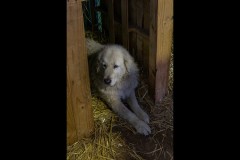 Chesterfield Farm (David Davidson ©)