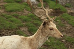 Chesterfield Farm (Terry Noske ©)
