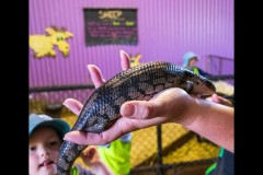 Chesterfield Farm (Alan Scott ©)