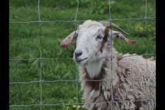 Chesterfield Farm (Paul Palcsek ©)