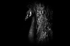 Chesterfield Farm (Carolyn Brandt ©)