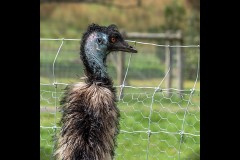Chesterfield Farm (Carolyn Brandt ©)