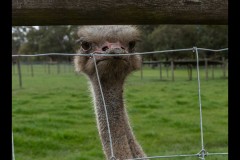 Chesterfield Farm (David Davidson ©)