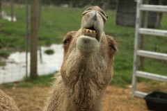 Chesterfield Farm (Terry Noske ©)