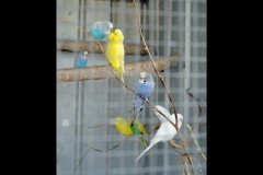 Chesterfield Farm (Stuart McMurtrie ©)