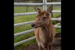 Chesterfield Farm (David Davidson ©)