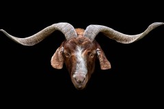 Chesterfield Farm (Carolyn Brandt ©)