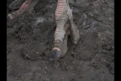 Chesterfield Farm (Paul Palcsek ©)