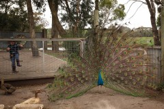 Chesterfield Farm (Bob Clothier ©)