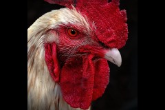 Chesterfield Farm (Carolyn Brandt ©)