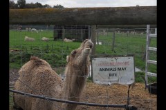 Chesterfield Farm (Paul Palcsek ©)