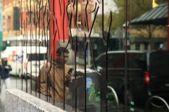 Chinatown Walk (Terry Noske ©)