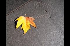 City Laneways (Bob Clothier ©)