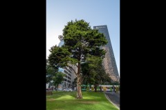 Converging Lines (David Davidson ©)