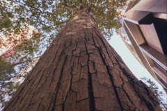 Converging Lines (Richard Faris ©)