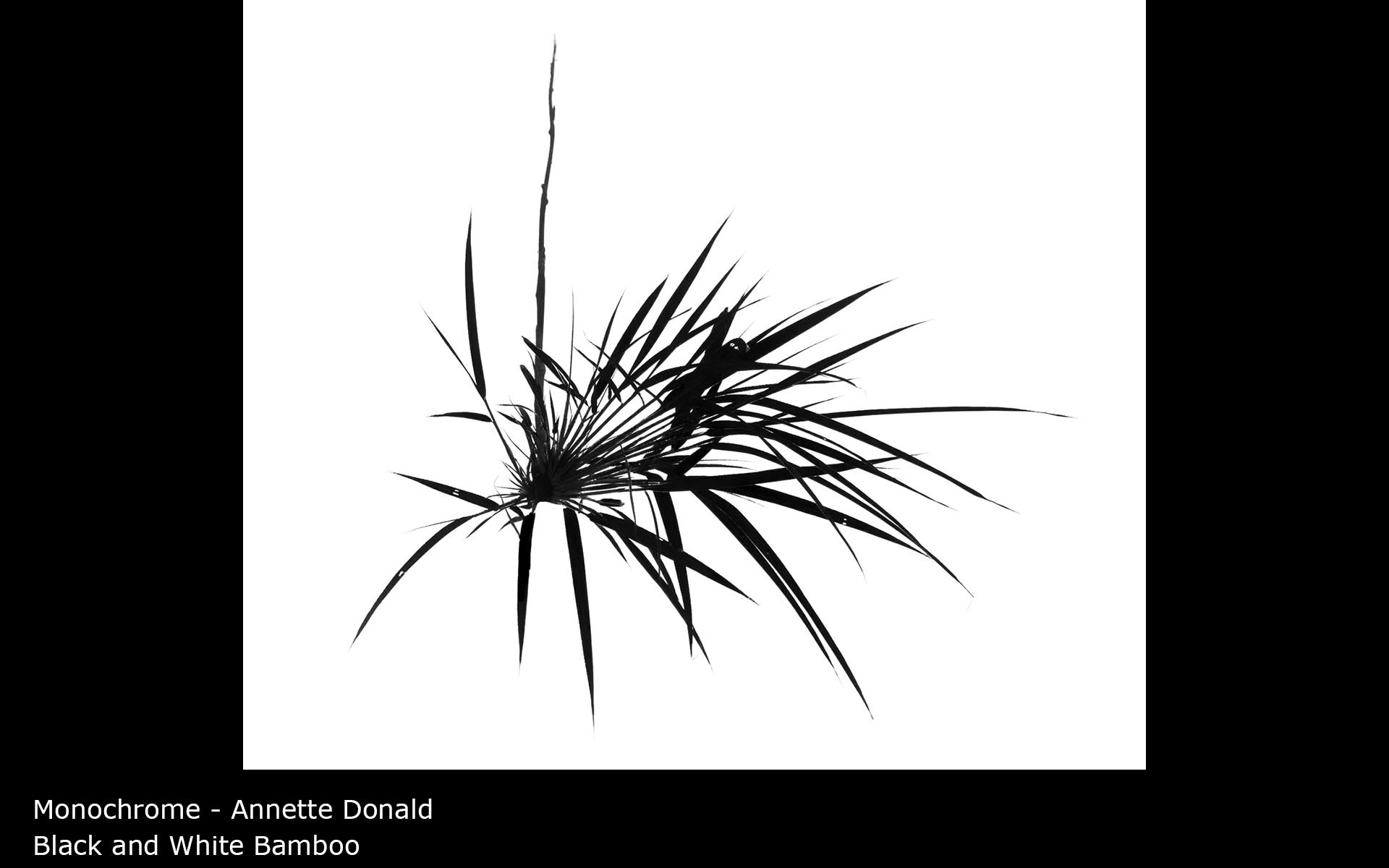 Black and White Bamboo - Annette Donald
