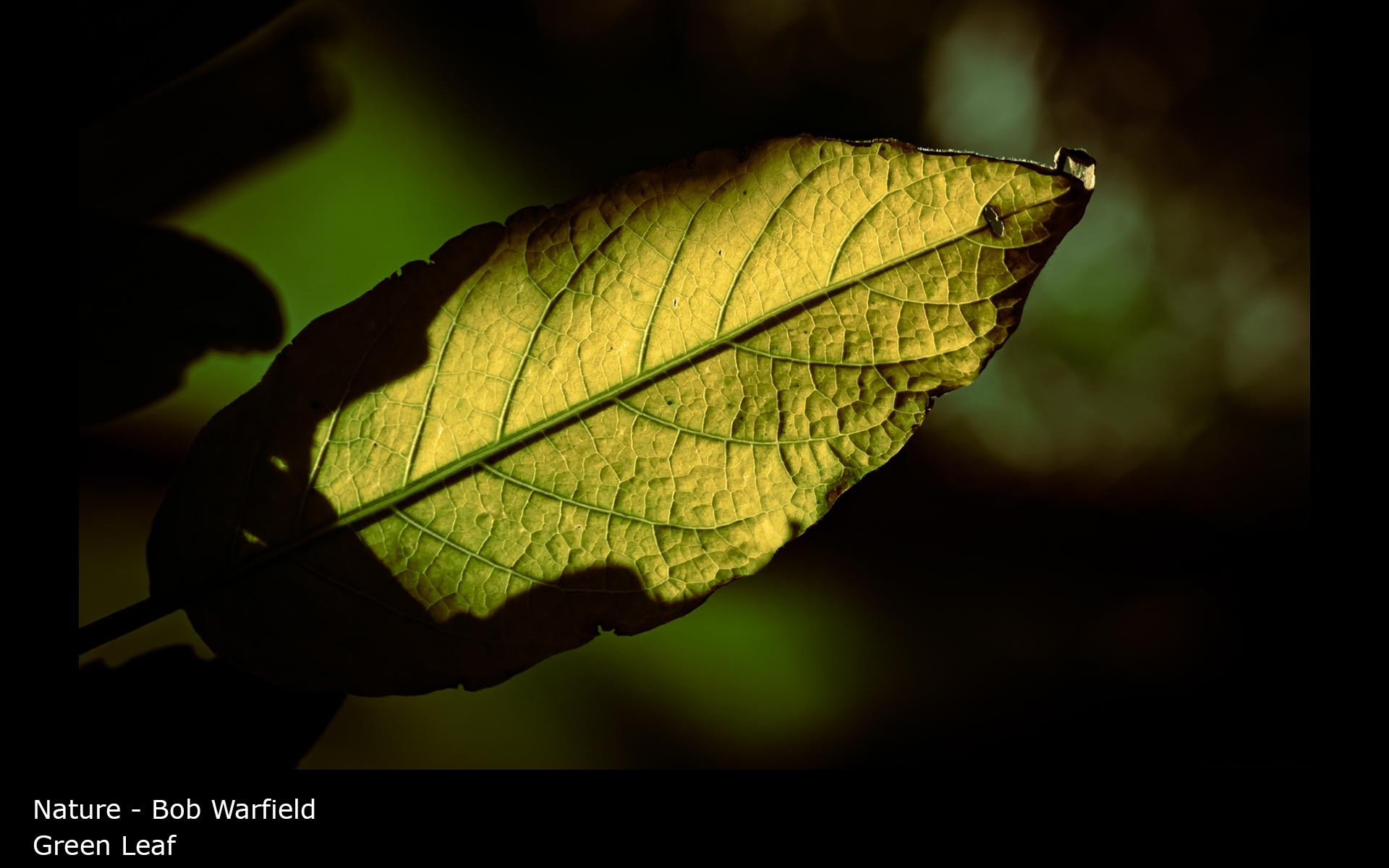 Green Leaf - Bob Warfield