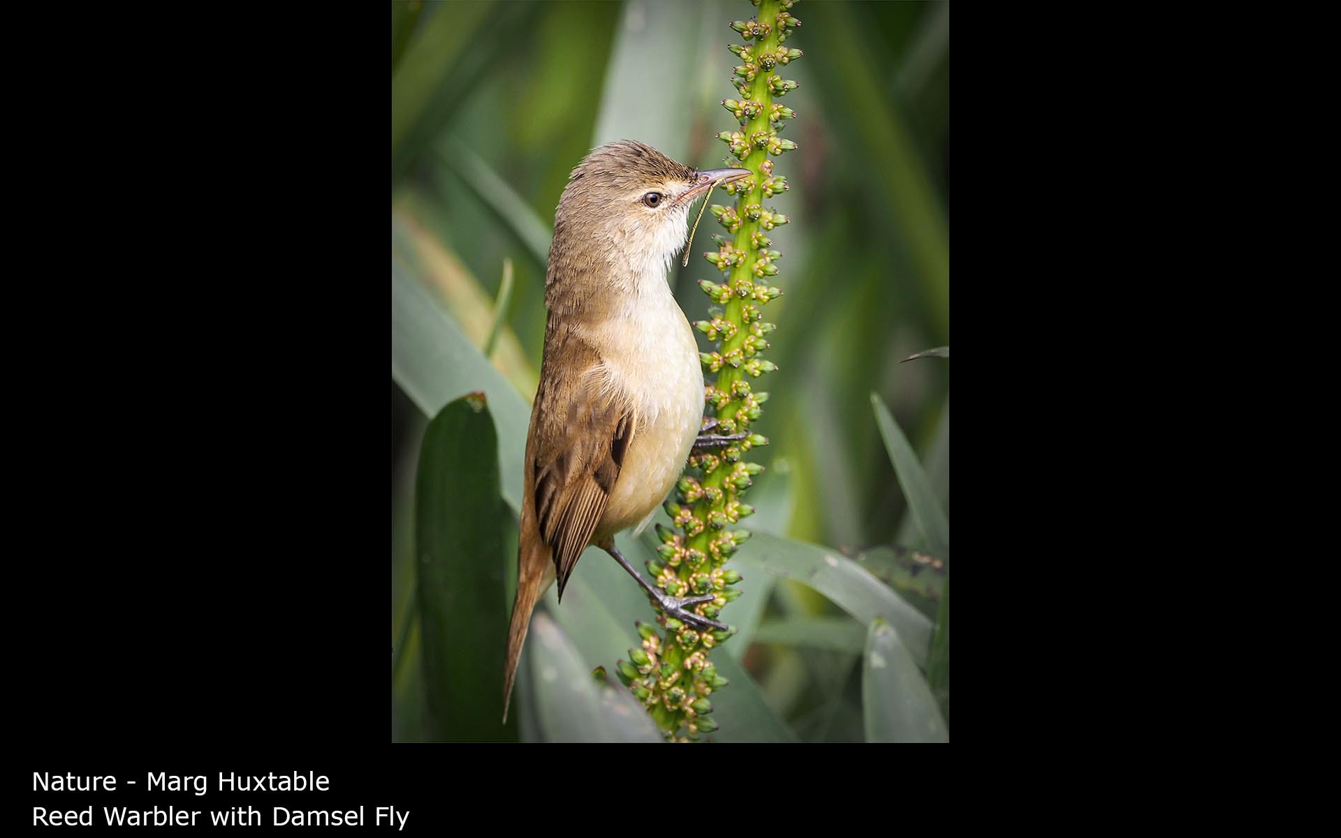 Reed Warbler with Damsel Fly - Marg Huxtable