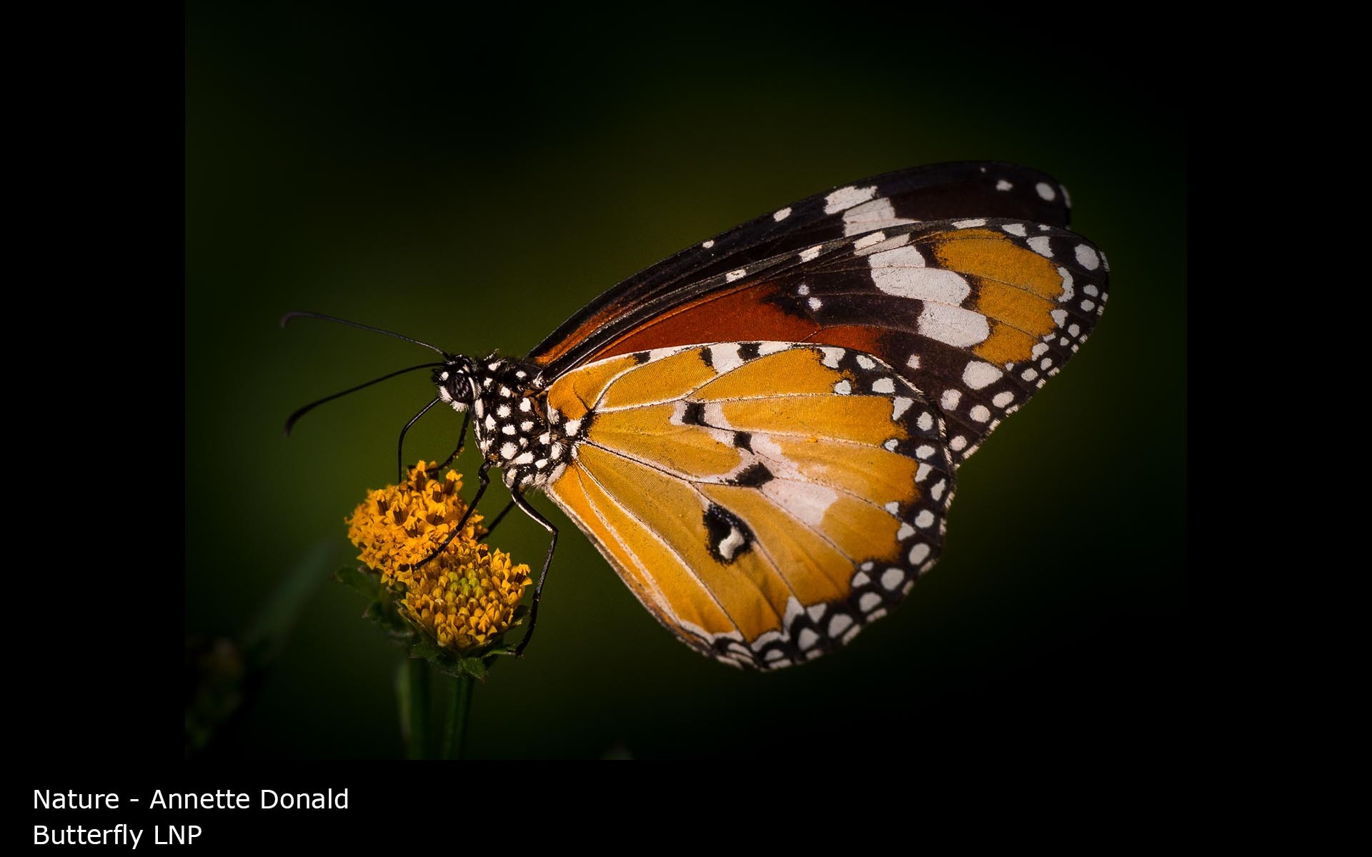 Butterfly LNP - Annette Donald