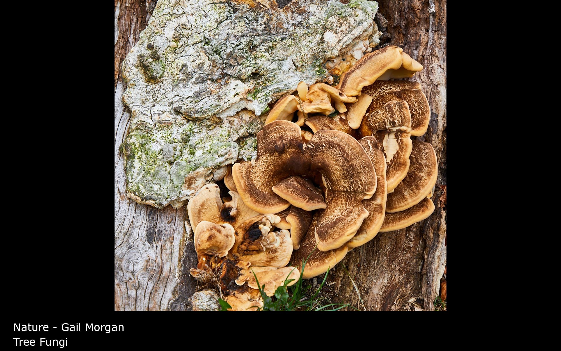 Tree Fungi  - Gail Morgan