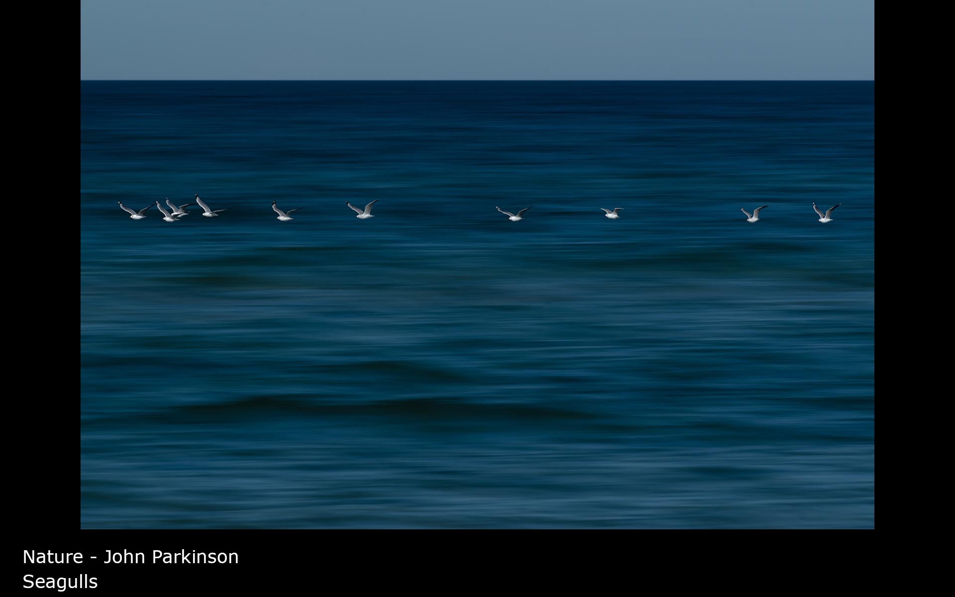 Seagulls - John Parkinson