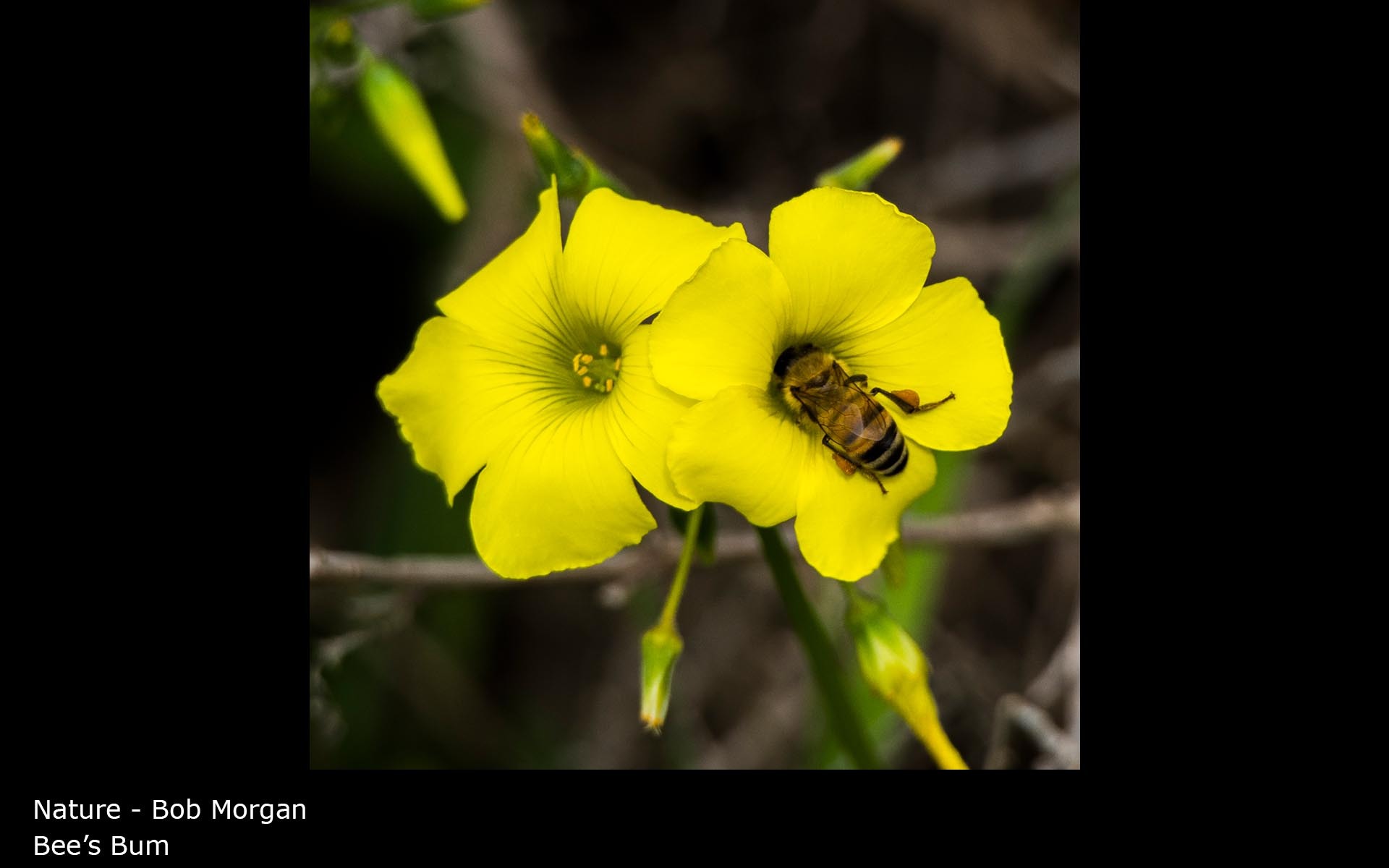 Bee's Bum - Bob Morgan