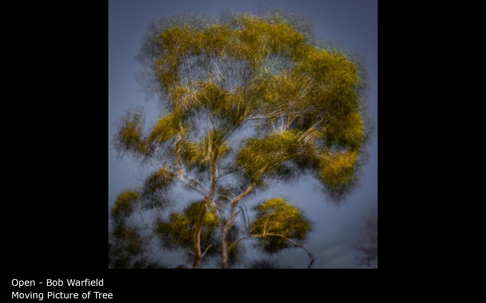 Moving Picture of Tree - Bob Warfield